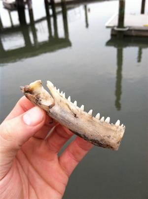jawbone 