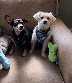 dogs