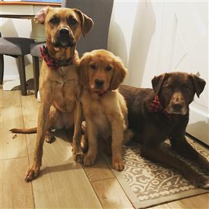 the dogs 