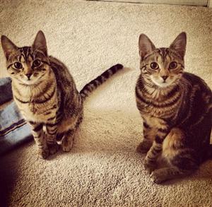 the cats 