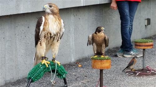 Raptors 