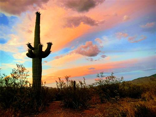 Cactus 